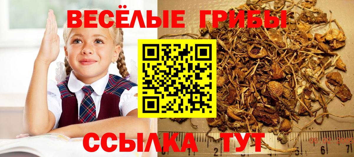 Галлюциногенные грибы мицелий  Псилоцибиновые грибы прущие грибы  Усть-Илимск  Вход с VPN 